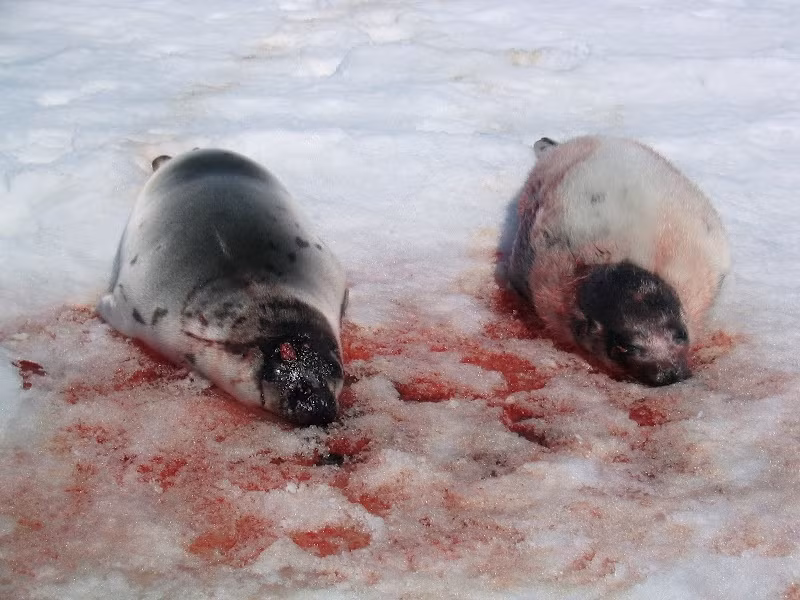 Bị chiếc móc sắc cắm thẳng vào đầu, hải cẩu vô cùng đau đớn nhưng chưa chết được ngay. Chúng bị kéo về gần tàu và tại đây, khi vẫn còn tri giác, vẫn còn biết đau, chúng sẽ bị những con người tàn nhẫn lóc da, xẻ thịt vô cùng thô bạo. (Nguồn Buzzhand)