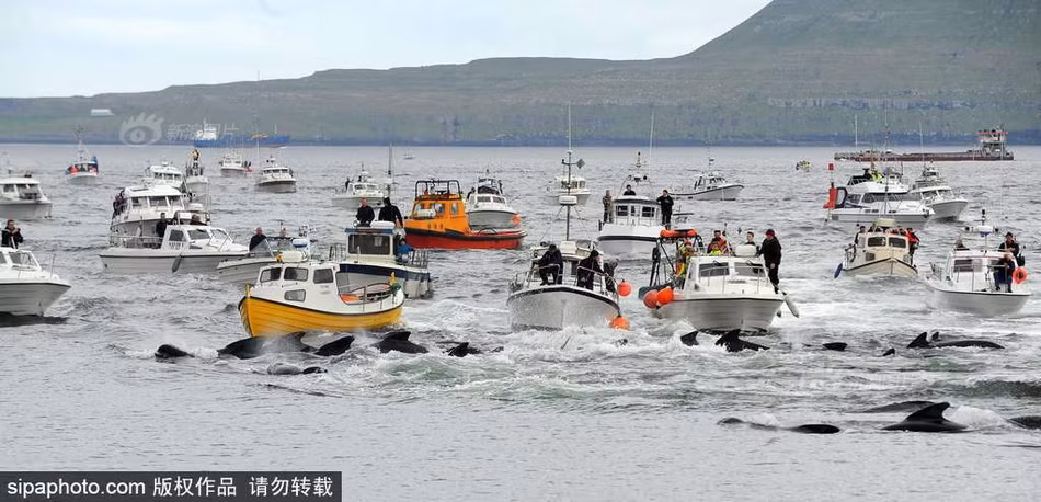 Ngay sau khi thấy những con cá voi tội nghiệp vào đủ sâu, những ngư dân sẽ dàn trận tàu, chặn được ra của chúng, buộc chúng phải bơi vào vùng nước nông và mắc kẹt lại. (Nguồn Sina)