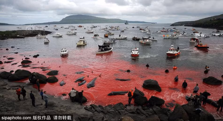 Khi đã bị mắc kẹt, những con cá voi khổng lồ trở nên vô cùng yếu đuối và dễ dàng bị những ngư dân tàn nhẫn làm tổn thương. Bằng những dụng cụ sắc, nhọn, những ngư dân đâm, chém vào thân mình những con cá voi vô tội, khiến chúng chết trong đau đớn, máu nhuộm đỏ cả một vùng biển trông rất đau đớn. (Nguồn Sina)