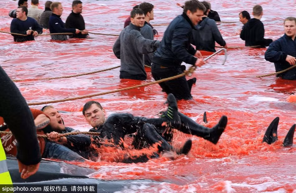 Rất nhiều người cho rằng hoạt động này hoàn toàn vô nghĩa, không có tính chất nhân văn, nhân đạo nào, thực sự không có bất cứ cứ lý do gì để duy trì, tiếp tục. (Nguồn Sina)