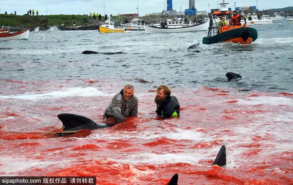 Theo thống kê, ngư dân sống trên quần đảo Faroe giết chết khoảng 950 con cá voi hoa tiêu một năm, lượng thịt và mỡ cá voi họ thu được lên tới 500 tấn. (Nguồn Sina)