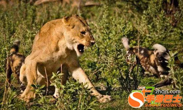 Đáng tiếc, phong độ là nhất thời, đẳng cấp mới là mãi mãi, sư tử cái nhanh chóng lật ngược tình thế, tấn công dữ dội lại đàn chó hoang. (Nguồn Sina)