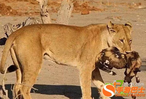 Sau khi thể hiện bản lĩnh vua chúa của mình, sư tử cái thản nhiên tha xác của con chó hoang tới một nơi vắng hơn để chuyên tâm thưởng thức. (Nguồn Sina)