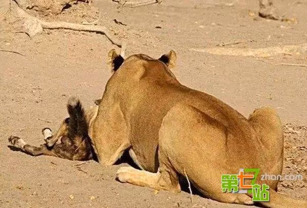 Cuối cùng, sư tử cái giết chết một con chó hoang, uy hiếp tất cả những con chó hoang khác, buộc chúng phải rời đi trong sự cay đắng, uất hận vì đồng đội của mình đã ngã xuống mà không thể làm gì. (Nguồn Sina)