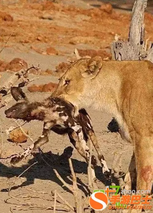 Cuối cùng, vì quá chủ quan khinh địch, chó hoang châu Phi đã phải trả giá cực kỳ đắt, bằng chính mạng sống của mình. (Nguồn Sina)