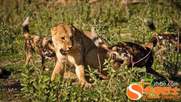 Gầm lên đau đớn, sư tử cái cố gắng thoát khỏi thế vây công của đàn chó hoang châu Phi khát máu, ranh mãnh. (Nguồn Sina)