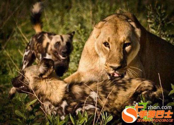 Khi bắt đầu cuộc săn, chó hoang chiếm ưu thế lớn do áp đảo về quân số. Hơn nữa chúng đã đi săn nhiều lần cùng nhau, rất thành thạo các chiến thuật. (Nguồn Sina)