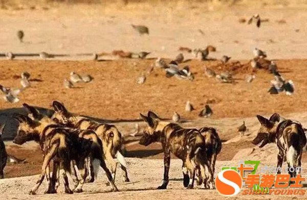  Chó hoang châu Phi vốn được đánh giá rất cao vì có mối dây liên kết xã hội bền chặt. Tỷ lệ săn mồi thành công của chúng cũng rất cao, thậm chí đứng trên cả sư tử và một số mãnh thú ăn thịt nổi tiếng khác. (Nguồn Sina)