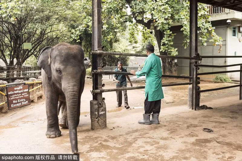 Hiện trại voi mồ côi này đã trở thành một điểm du lịch không thể bỏ qua của các du khách khi tới thăm thành phố Colombo, Sri Lanka. (Nguồn Sina)