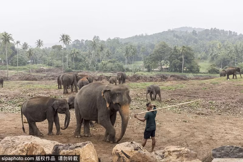 Nhờ có trại mồ côi, hàng trăm con voi cơ nhỡ, đáng thương đã có cơ hội làm lại cuộc đời, thoát khỏi móng vuốt của những kẻ săn trộm. (Nguồn Sina)