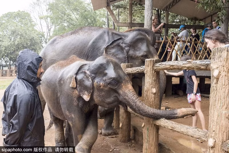 Những chú voi được đưa về đây chủ yếu là voi con mất mẹ, voi con lạc đàn, bị sập bẫy. Bên cạnh đó, còn có cả những con voi trưởng thành vị bệnh, bị thương. (Nguồn Sina)