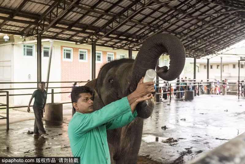 Được xây dựng từ năm 1975 với tổng diện tích hơn 10ha, nơi đây là nhà của 93 chú voi vừa lớn vừa nhỏ. (Nguồn Sina)
