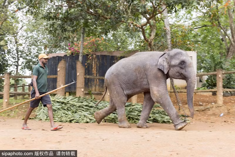 Để duy trì cuộc sống của gần trăm con voi cả lớn cả nhỏ, ban lãnh đạo trại voi mồ côi đã quyết định mở cửa để du khách có thể mua vé vào tham quan, tương tác với những con voi. (Nguồn Sina)