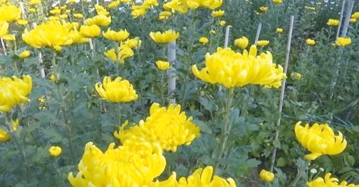 “Hoa cung” o Viet Nam, sang nuoc ngoai thanh “mo vang”