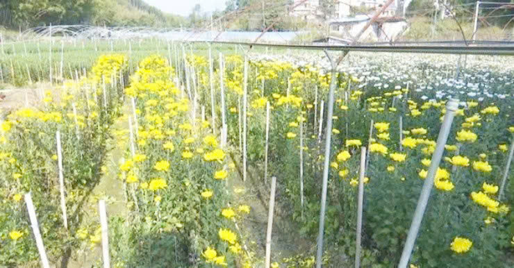 “Hoa cúng” ở Việt Nam, sang nước ngoài thành “mỏ vàng” - Hình 4 “Hoa cung” o Viet Nam, sang nuoc ngoai thanh “mo vang”-Hinh-4