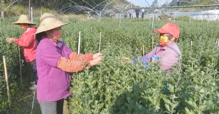 “Hoa cung” o Viet Nam, sang nuoc ngoai thanh “mo vang”-Hinh-2