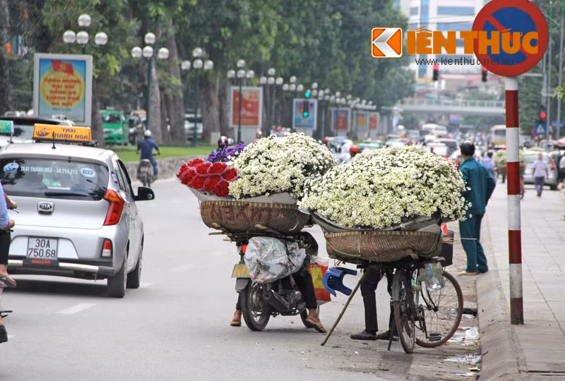 Cúc họa mi trên đường Giảng Võ (Hà Nội).