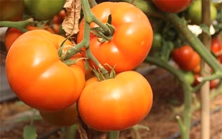 Nhiều khách hàng Hà Nội tò mò tìm mua hạt giống cà chua khổng lồ Beef đang được bán trên thị trường. Theo quảng cáo của các chủ cửa hàng hạt giống và cây cảnh ở Hà Nội, mỗi quả có thể đạt cân nặng tới 0,5kg.