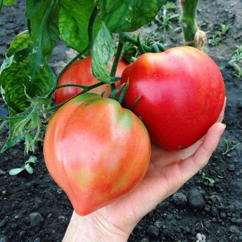 Trái cà chua này có hình dáng giống trái tim còn được gọi là Bull's Heart tomato, xuất xứ từ Nga cũng khiến "nông dân phố" phát cuồng tìm mua.