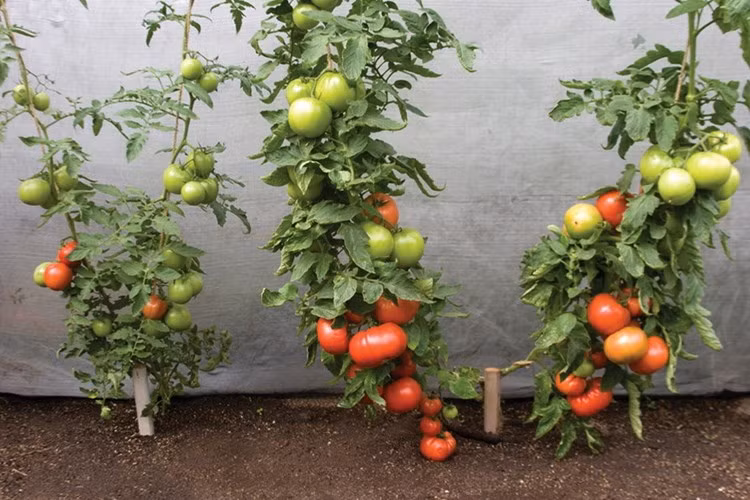 Giá hạt giống cà chua khổng lồ dao động từ 35.000 - 40.000 đồng/gói (tùy số lượng hạt). Từ lúc trồng đến khi ra lứa trái đầu tiên phải mất trên 3 tháng.