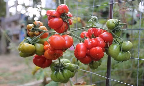 Trong các giống cà chua độc lạ, cà chua Voyage có hình dáng xấu xí và dị thường nhất. Quả cà chua như bị vón cục hoặc chắp ghép vội vàng từ nhiều quả cà chua to nhỏ khác nhau.