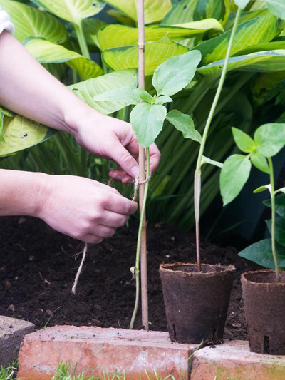 Bước 3: bạn hãy cắm 1 cọc tre cạnh mỗi gốc hoa, dùng dây buộc phần thân của hoa vào cọc để giúp cây cứng cáp, không bị gãy đổ. Tưới nước đều nhẹ nhàng để giữ ẩm đến khi cây trưởng thành và ra hoa, 2 lần trong ngày vào sáng sớm và chiều mát đối với mùa hè. Và tưới 1 lần trong ngày vào chiều tối đối với mùa đông.
