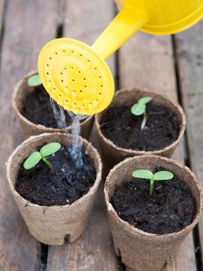 Sau khoảng 1-2 tuần, hạt nảy mầm. Khi hạt hướng dương đã nảy mầm, các bạn nên để cây ở trong nhà nơi có ánh sáng Mặt trời. Tưới ẩm cho cây, khi cây có 3 lá thật thì tiến hành tỉa thưa, khi cây có 4-5 lá thật tiến hành chuyển cây sang chậu trồng hoa, bồn hoa hay sân vườn, trồng với khoảng cách 20cm.