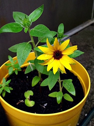 Khi cây phát triển đến khoảng 4 tháng thì các bạn cần tăng cường bón phân loãng cho cây, cứ 10 ngày thì lại bón 1 lần. Khi hướng dương ra hoa (khoảng 60 ngày sau khi gieo) cần tăng lượng nước tưới cho cây, không tưới nước lên hoa.