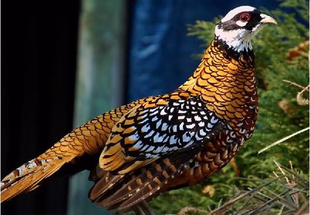 Phat hoang vi hang hiem dai gia bieu sep dat bong tay-Hinh-2