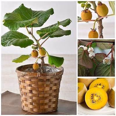 Giá hạt giống kiwi lùn khá đắt đỏ 20.000 đồng/hạt - ngang với cả gói hạt giống các loại cây trồng khác.