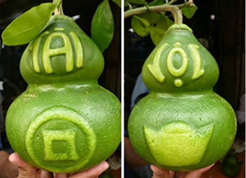 Bưởi hồ lô tài lộc vẫn được yêu thích và tìm đặt mua với số lượng lớn vào cuối năm. Thời điểm này, hầu hết bưởi đã được tạo hình, lên khuôn và nhà vườn đã nhận đơn hàng Tết của khách. Mỗi cặp bưởi hồ lô chữ tài lộc màu vàng, nổi, trên trái bưởi có hình thỏi vàng, đồng tiền... có giá 2,5 - 3 triệu đồng/cặp.