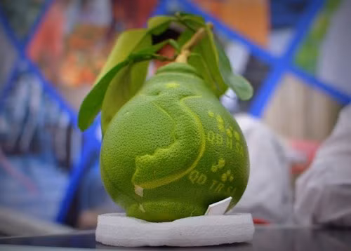 Do hình dáng độc lạ, ý nghĩa và công đoạn tạo hình, chăm sóc sản phẩm cầu kỳ, tốn thời gian, nên giá bưởi bản đồ Việt Nam khoảng 1,2 triệu đồng/trái. Theo đơn vị sản xuất sản phẩm này, năm nay số bưởi sẽ không đủ số lượng để bán. Ảnh: Tiền Phong.