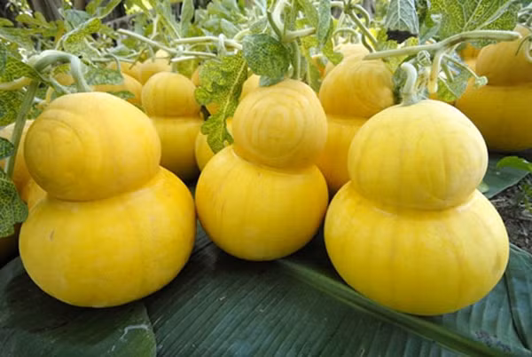 Ngoài các sản phẩm từ bưởi, dưa hấu hồ lô Tài Lộc trọng lượng 2,0-2,5kg đưa giá dự kiến đưa ra trong dịp Tết Bính Thân này là 2,5 triệu/cặp.