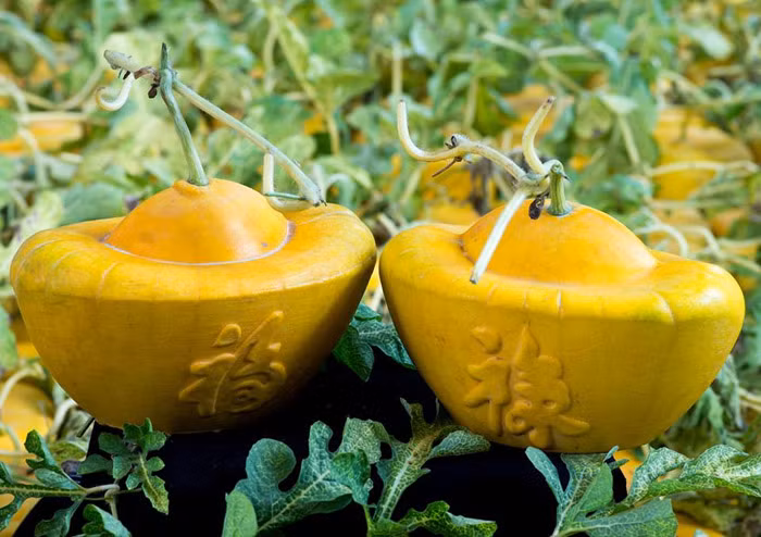 Dưa hấu thỏi vàng cũng có giá từ 1,5 - 2 triệu đồng/cặp. Với những cặp dưa có trọng lượng 1,3 - 1,9kg /quả, giá dự kiến là 5 triệu đồng.