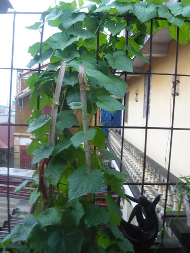 Khi nào ngọn vươn tới 50 - 60cm lúc đó mới cho leo lên giàn. Mỗi gốc mướp cắm một cọc tre hoặc buộc dây thép để mướp bám leo, giàn có thể cao 1,5 - 2m. Bạn đừng quên cắt tỉa bớt lá ở gốc mướp cho thoáng.