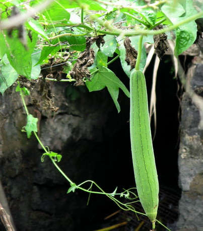 Để chăm sóc mướp hương ra nhiều quả, bạn nên phun bổ sung các loại phân hữu cơ sinh học định kỳ 7-10 ngày/ lần. Ngoài ra, đừng quên vun gốc cho cây và đổ thêm các loại mùn, trấu, phân giun để mướp phát triển tốt.