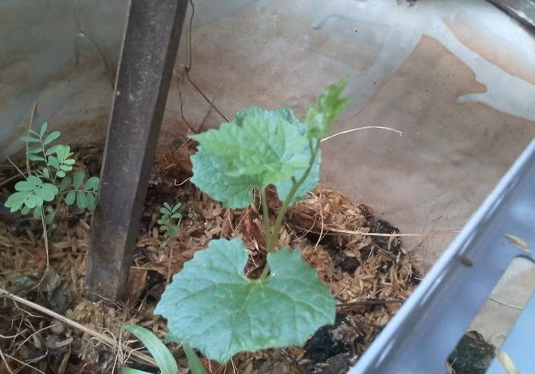 Bước 2: Trong khi chờ hạt được ngâm nước và khăn ẩm, bạn có thể chuẩn bị đất trồng. Bạn mua đất Fusa hoặc Tribat (ở các cửa hàng bán hạt giống) hoặc trộn hỗn hợp đất phù sa và phân trùn quế (tỉ lệ 50 - 50), thêm chút vỏ trấu để gieo hạt,