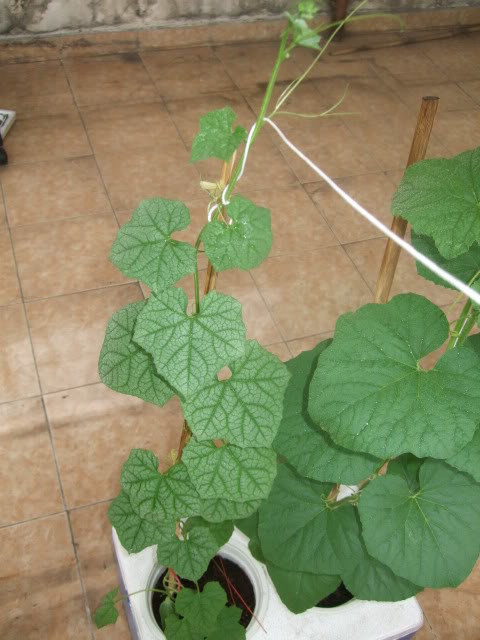 Bước 5: Khi mướp cao khoảng 20 – 30cm có tua leo thì bạn cắm thêm cành cây để mướp leo lên và chuẩn bị làm giàn.