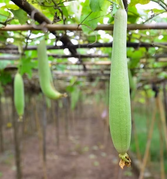 Chieu chuan trong muop huong sai triu qua trong vuon nha pho