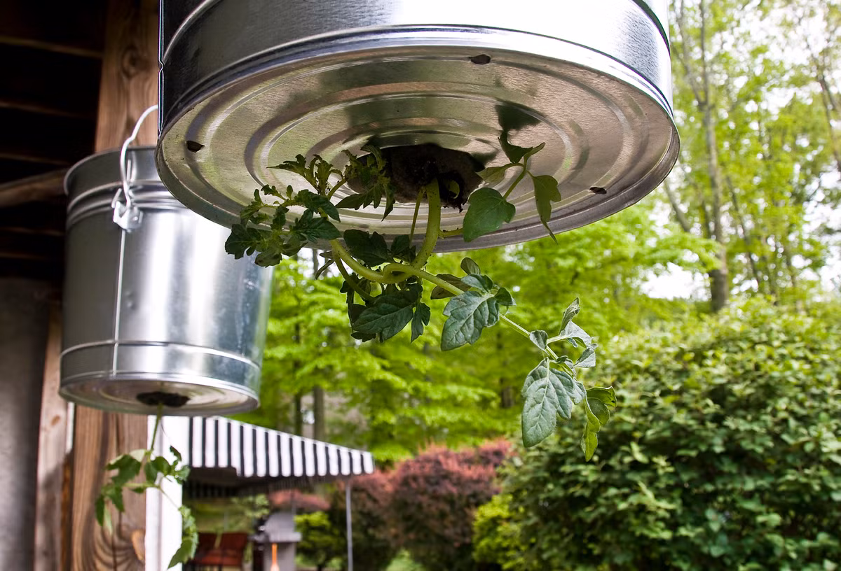 Không chỉ cho rau sạch, những giỏ cà chua treo còn giúp trang trí không gian sống và giúp bạn có những giây phút thư giãn.