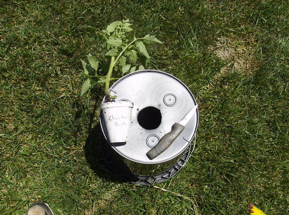 Bước 1: Chuẩn bị cà chua giống và chậu trồng. Để tiện lợi và nhẹ, bạn có thể chọn bình, hộp, chậu bằng nhựa. Cà chua giống nên giữ nguyên bầu đất hoặc trồng vào cốc giấy nhỏ.