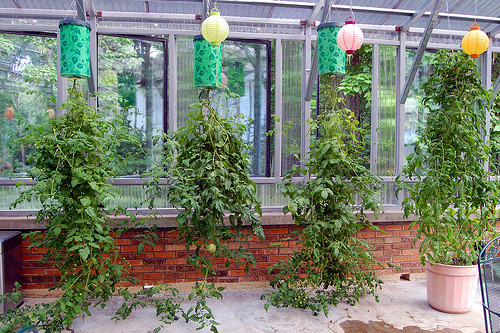 Trồng rau sạch tại nhà là sở thích của không ít bà nội trợ. Tuy nhiên, vườn phố thường chật chội, thiếu không gian để trồng được nhiều loại rau, để khắc phục phần nào điều này, bạn có thể tham khảo cách trồng cà chua treo ngược dưới đây.