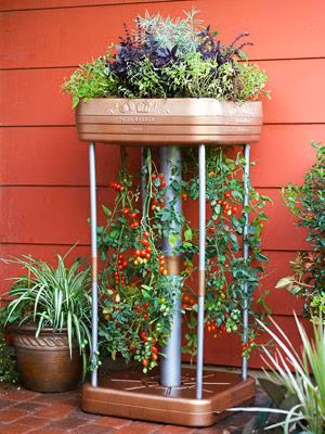 Một chút biến tấu treo ngược cà chua bằng kệ đứng. Khéo léo kết hợp cùng các loại hoa, cây cảnh, bạn sẽ có một sân vườn mini đáng yêu.