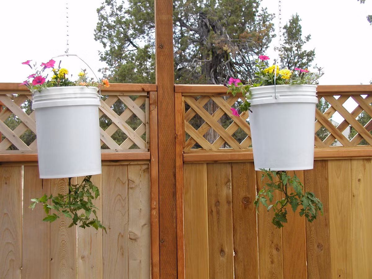 Bạn có thể trồng thêm các loại hoa hoặc rau khác phía trên chậu cà chua treo ngược.