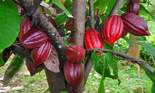 Tuy nhiên, sau đó diện tích giảm liên tục và hiện chỉ còn 11.761 héc-ta. Từ 2012, diện tích trồng ca cao bị chặt bỏ hàng loạt vì đây cũng là thời điểm giá cao su, hồ tiêu, điều thô trên thị trường tăng mạnh.