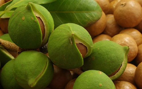 Trên thị trường, hạt mắc ca có giá đắt đỏ từ 300.000 - 350.000 đồng/kg, chúng được mệnh danh là "hoàng hậu quả khô" vì giá trị kinh tế mang lại.