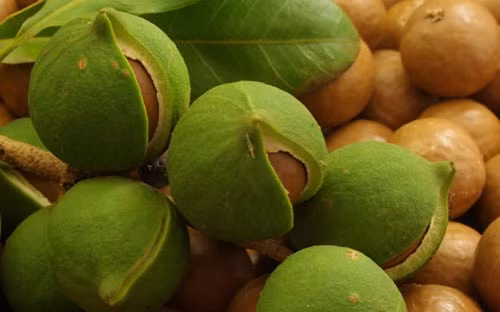 Trên thị trường, hạt mắc ca có giá đắt đỏ từ 300.000 - 350.000 đồng/kg, chúng được mệnh danh là "hoàng hậu quả khô" vì giá trị kinh tế mang lại.