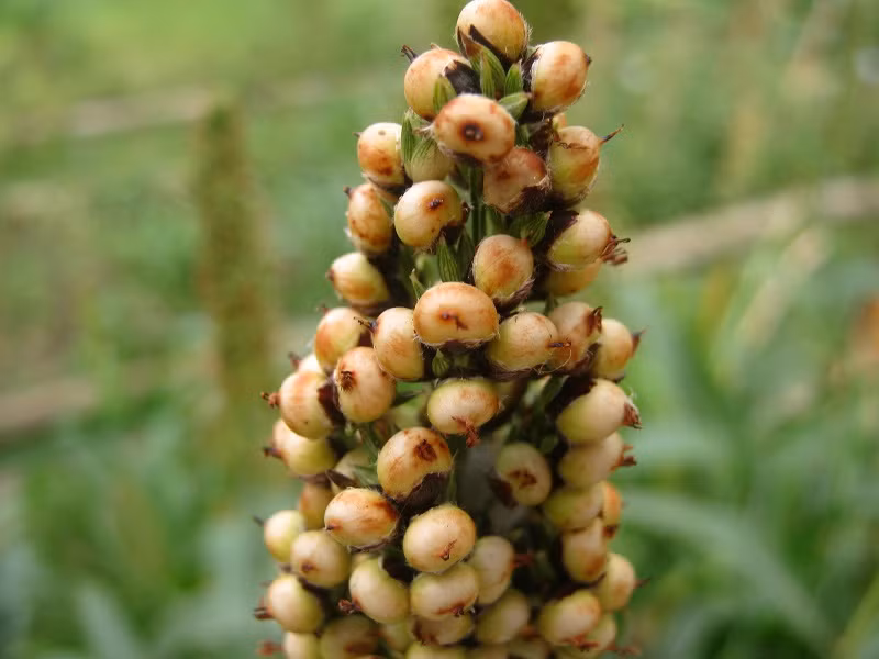 Siêu cao lương có thể làm thức ăn chăn nuôi, chế biến viên nén sinh học (dùng trong đốt lò hơi, nhiệt điện), chế tạo xăng sinh học và đường.