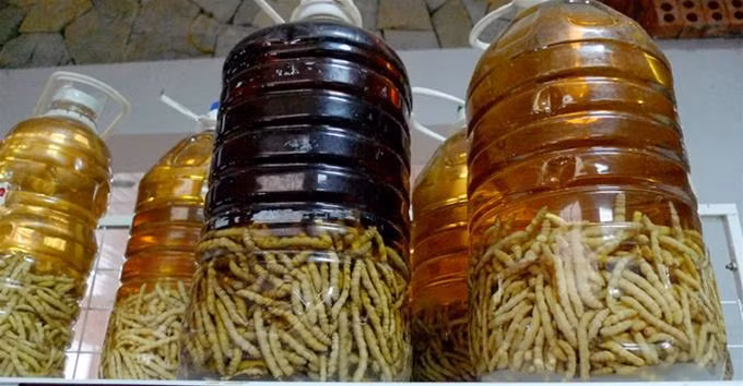 Rượu sâu chít dùng Tết có giá từ 1-2 triệu đồng cũng phải được đặt hàng sớm để cửa hàng ngâm sâu được lâu.