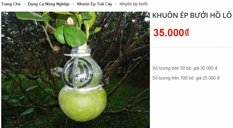 Khuon nan trai cay hinh doc la sot xinh xich don Tet